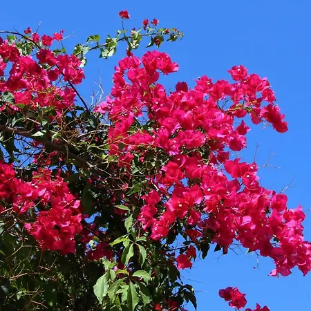 In Isabel 阿尔塔夫拉